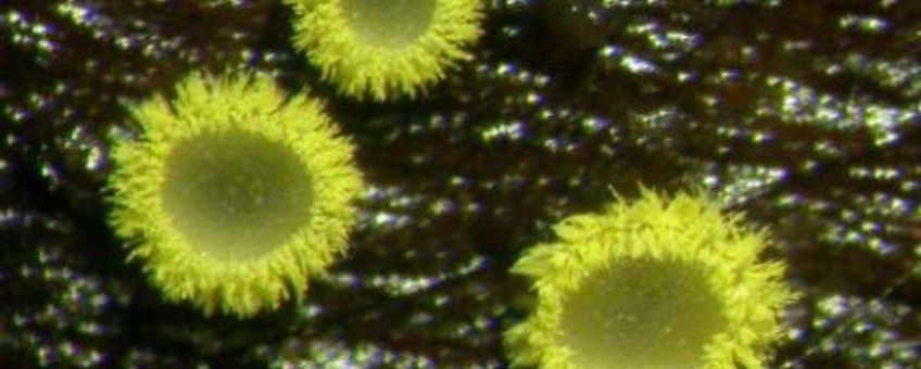 Amicodisco virella