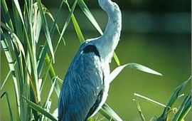 Blauwe reiger