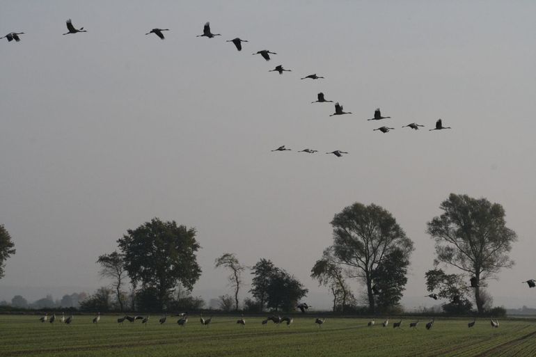 Kraanvogels maken zich klaar voor de voorjaarstrek