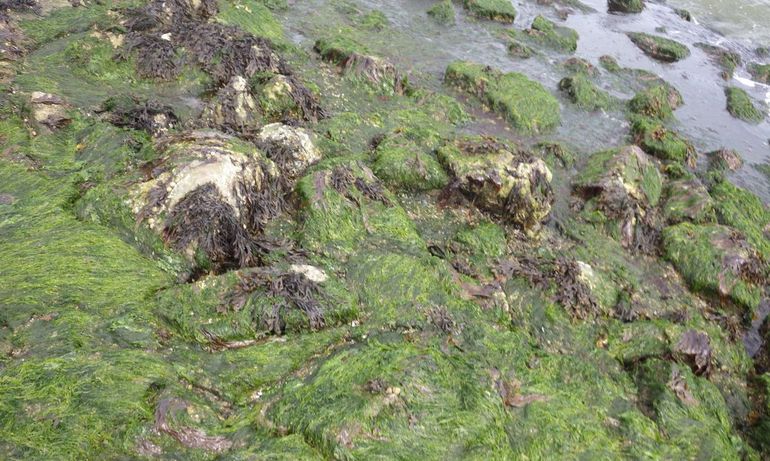 Ulva-soorten, waaronder geperforeerde zeesla, kunnen een dichte bedekking vormen