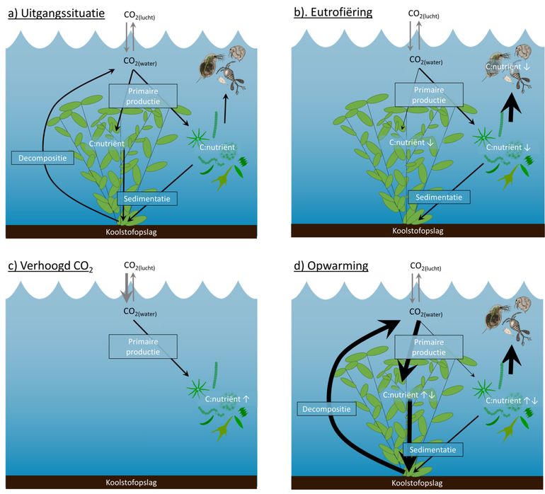 Klimaatverandering kan zich op allerlei verschillende manieren uiten. Dit is een overzicht van de onderzochte voorbeelden in het water. Bij a) zie je de ‘normale’ situatie in het zoete water. De ‘primaire productie’ is het groeien van de ondergedoken waterplanten en algen. Daar nemen ze koolstof (C) uit CO2 voor op. Er zit dan een bepaalde verhouding van koolstof ten opzichte van voedingsstoffen (nutriënten) zoals fosfaten en nitraten in die planten en algen. Door eutrofiëring (b) gaat het koolstofgehalte omlaag en krijg je sterkere algenvraat door kleine waterbeestjes. Door meer CO2 in de lucht (c) krijg je in verhouding juist meer koolstof in de algen onderwater. Dat is ongunstig voor hun kwaliteit als voedsel. En door opwarming (d) gebeuren er wisselende dingen: algen worden sterker opgegeten en waterplanten groeien harder, waardoor er ook meer plantenmateriaal naar de bodem zakt (sedimentatie). Door de hogere temperaturen breekt dat organisch materiaal sneller af (decompositie) en krijg je meer broeikasgas.