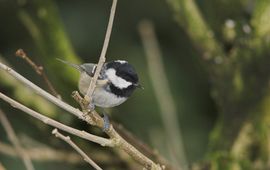 Zwarte mees natuurjournaal