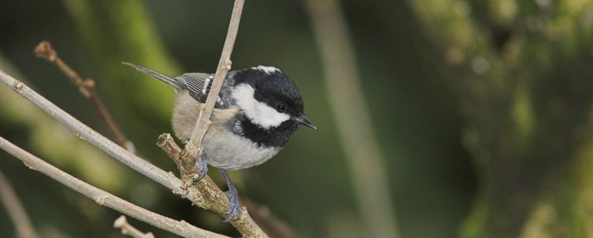 Zwarte mees natuurjournaal