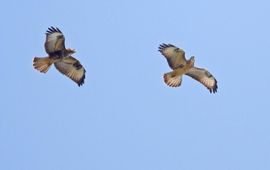 Buizerds winnen cirkelend hoogte door thermiek of stijgwinden in heuvelland om vervolgens verder  te zweven