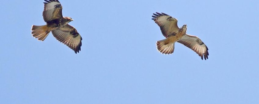 Buizerds winnen cirkelend hoogte door thermiek of stijgwinden in heuvelland om vervolgens verder  te zweven