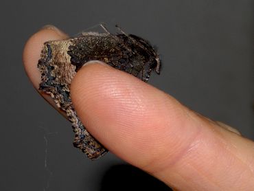 Pak een vlinder (hier: kleine vos) bij de vleugels met het V-teken tussen wijs- en middelvinger