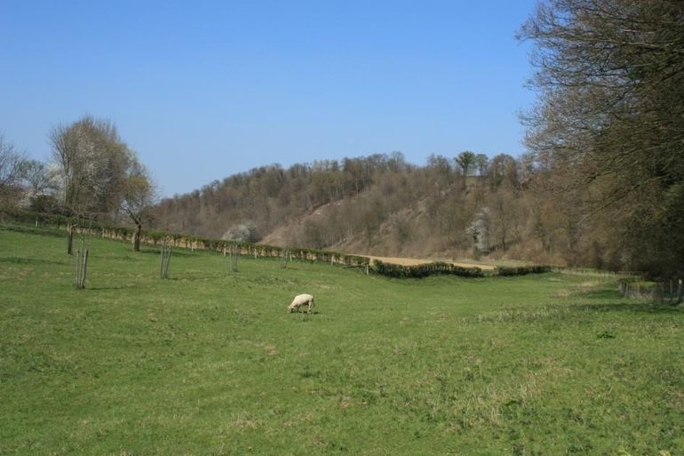 Uitzicht op het Oombos, het grootste hakhout-/middenbos van Zuid-Limburg