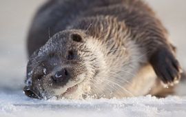 Otter.
EENMALIG GEBRUIK