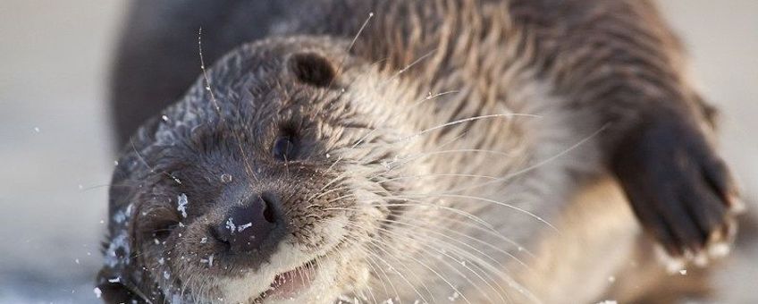 Otter.
EENMALIG GEBRUIK