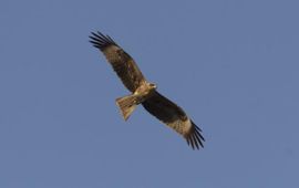 Milvus migrans, Zwarte wouw, vliegend. Foto: Saxifraga-Mark Zekhuis.
http://www.freenatureimages.eu