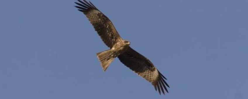 Milvus migrans, Zwarte wouw, vliegend. Foto: Saxifraga-Mark Zekhuis.
http://www.freenatureimages.eu