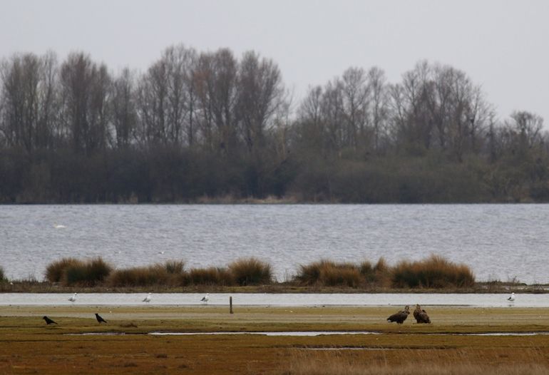 Zeearendenpaar in Krammer-Volkerak, waar in 2018 voor het eerst succesvol werd gebroed