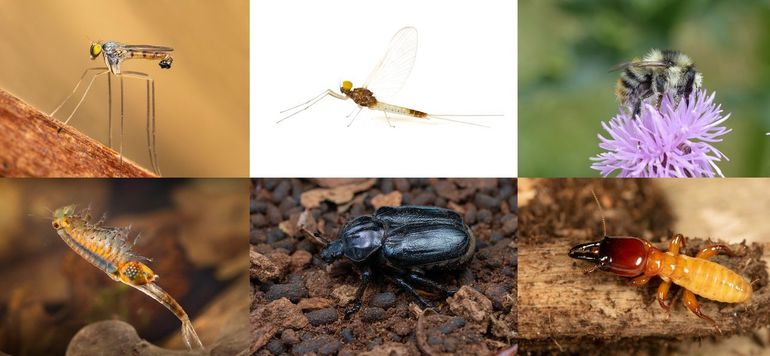 Opvallende ongewervelden die langskomen op de Landelijke Insectendag. V.l.n.r.: slankpootvlieg, haft, boshommel, oerkreeft, juchtleerkever en termiet