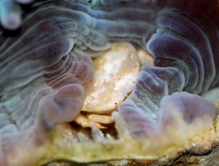 De kleine galkrabben leven in het koraal