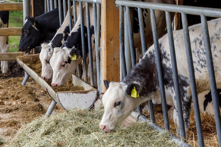 De familie Lubbers heeft ongeveer 150 melkkoeien en 100 stuks jongvee. De zuivel wordt op het bedrijf verwerkt.