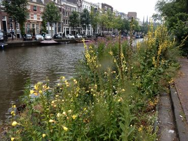 De hoge gele teunisbloemen vormen een van de opvallendste bloeiers in de idylles langs de grachten