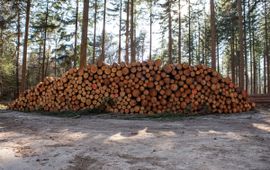 Houtstapel in het bos