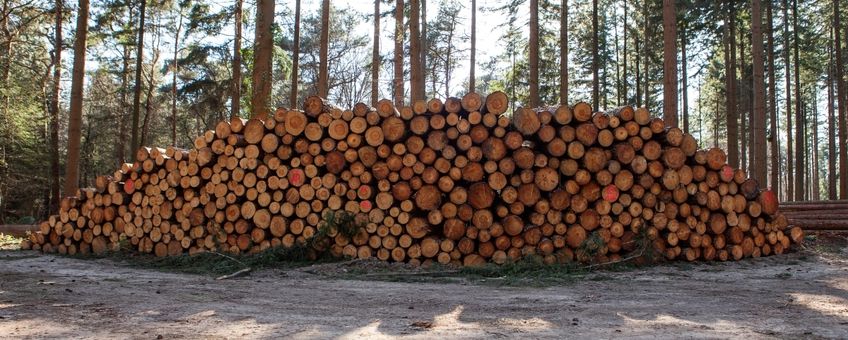 Houtstapel in het bos