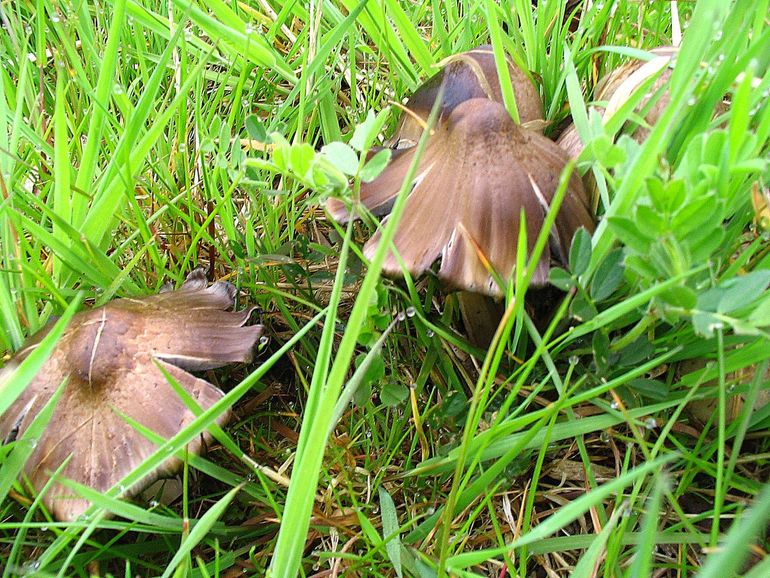 Bruine kale inktzwammen--Coprinopsis romagnesiana