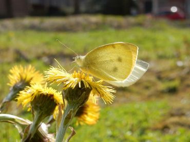 Het klein koolwitje is de meest waargenomen popoverwinteraar. Hier op klein hoefblad