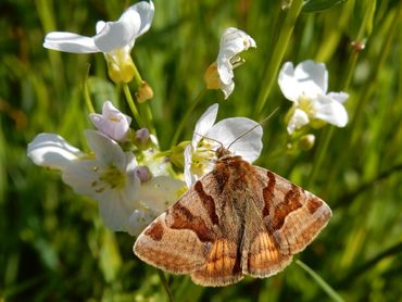 De bruine daguil vind je in bloemrijke graslanden