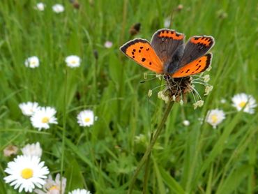 Kleine vuurvlinder is een van de graslandvlinders die afhankelijk is van een goed, natuurvriendelijk beheer van bermen