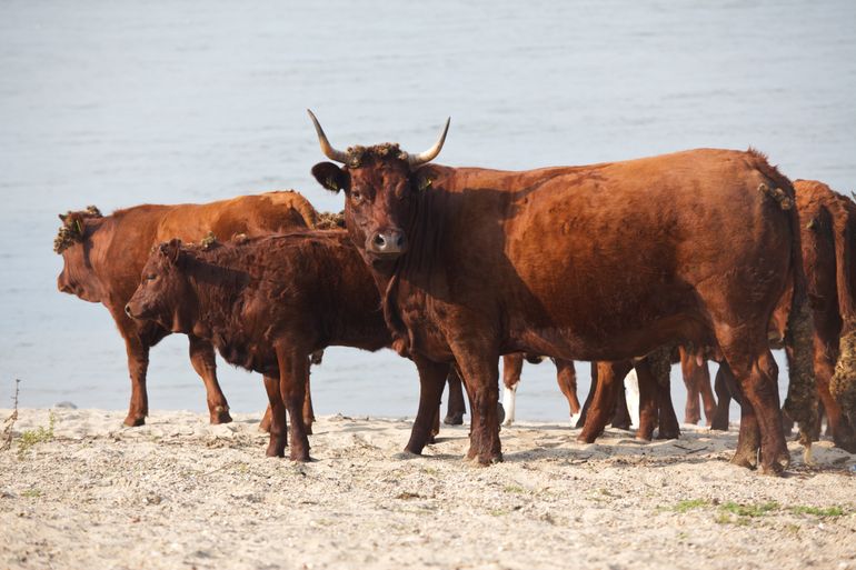 Rode geuzen aan de Waal