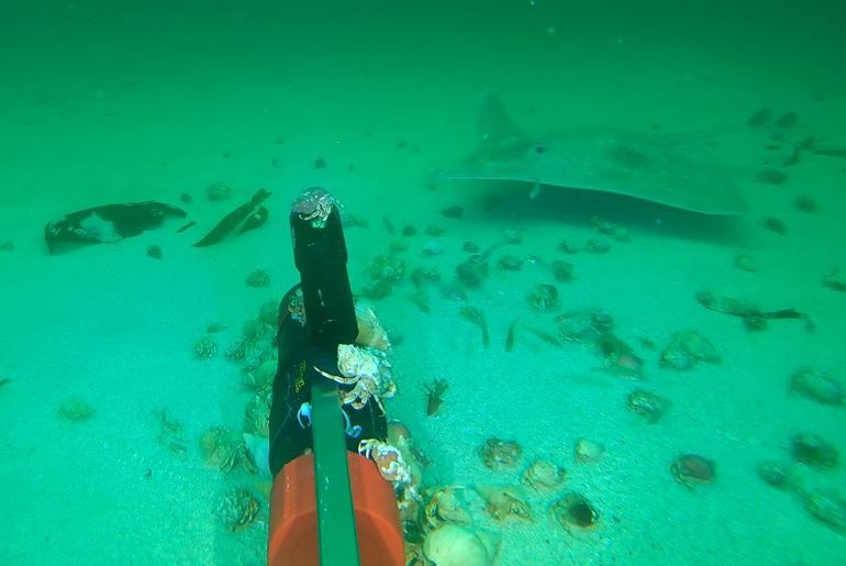 Vleet bij de onderwatercamera