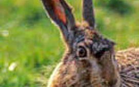 Dennis Wansink Haas (Lepus europaeus)
