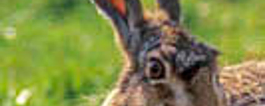 Haas (Lepus europaeus)