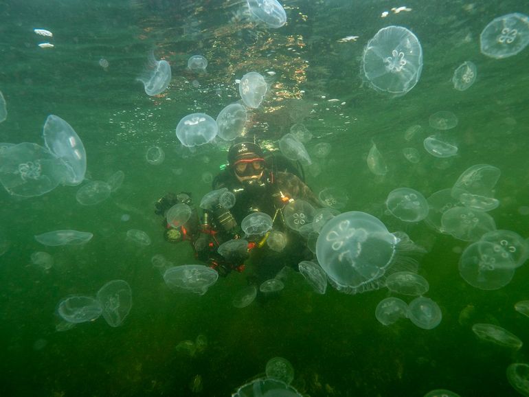 Duiker van het Monitoringproject Onderwater oever (MOO) tussen de oorkwallen op duikstek Geersdijk in het Veerse Meer in 2021. Inmiddels weten we dat er in onze kustwateren een niet-inheemse oorkwallensoort is bijgekomen, de Aziatische oorkwal