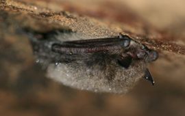 Mark Zekhuis, Saxifraga Myotis mystacinus. Baardvleermuis
