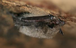 Myotis mystacinus. Baardvleermuis