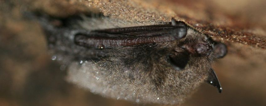 Myotis mystacinus. Baardvleermuis