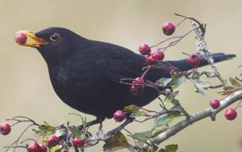 Turdus merula. Merel