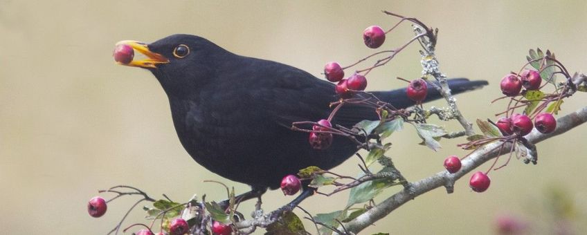 Turdus merula. Merel