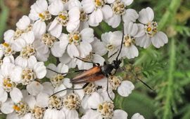 Tweekleurige smalboktor Saxifraga