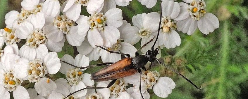 Tweekleurige smalboktor Saxifraga