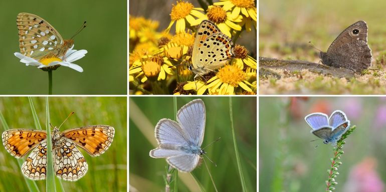 De Veluwse dagvlinders waarvoor ‘We motten doorlopen’ loopt. Van links naar rechts boven: grote parelmoervlinder, bruine vuurvlinder, kleine heivlinder. Onder: bosparelmoervlinder, gentiaanblauwtje en heideblauwtje