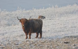 Schotse hooglander