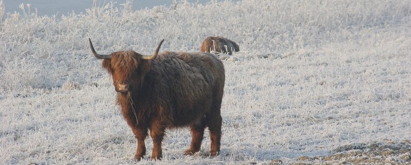 Schotse hooglander