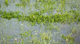 Ondergelopen Eendragtspolder