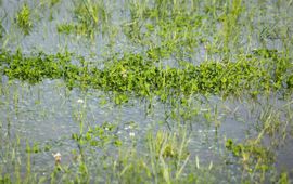 Ondergelopen Eendragtspolder