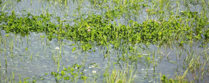 Ondergelopen Eendragtspolder