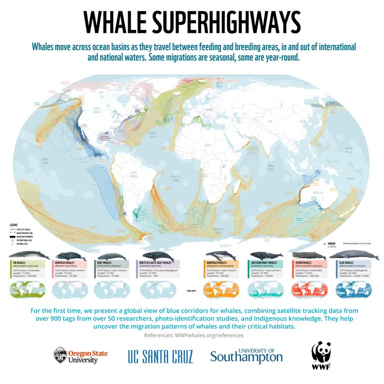 De belangrijkste migratieroutes van walvissen