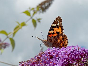 Distelvlinder op vlinderstruik