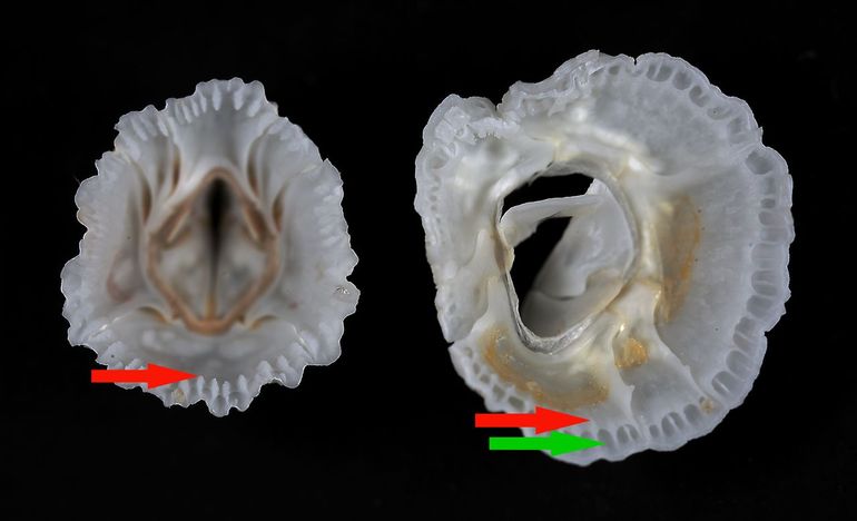 Onderzijden van twee van de bodem losgemaakte soorten zeepokken. Links: de nieuwe Pacifische zeepok (Balanus glandula) en rechts: Gekartelde zeepok (Balanus crenatus). Rode pijlen: de lamellen aan de binnenzijde zijn groot bij de nieuwkomer en miniem bij de Gekartelde zeepok; de groene pijl wijst op de wijde holle kanalen in de wandstukken van de laatste
