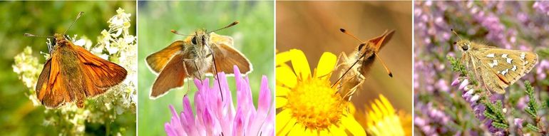 Van links naar rechts: groot dikkopje, geelsprietdikkopje, zwartsprietdikkopje en kommavlinder