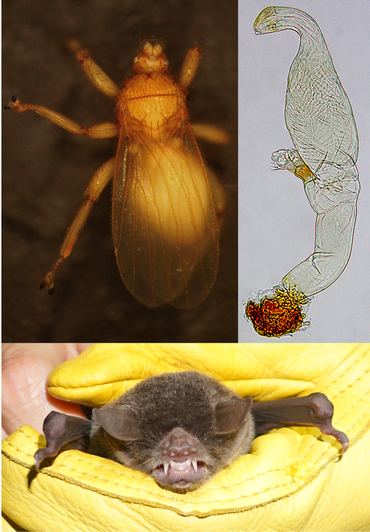 De vlieg (Trichobius yunkeri), de schimmel (Gloeandromyces nycteribiidarum) en de vleermuis (Pteronotus parnellii)