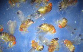 Mannetjes en vrouwtjes van de suzukii fruitvlieg